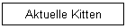 Aktuelle Kitten