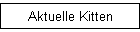 Aktuelle Kitten