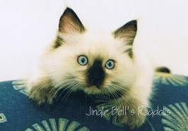 Jingle Bell's Ragdolls klicken Sie um mich erwachsen zu sehen