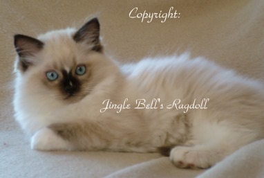 Copyright: Jingle Bells Ragdolls
