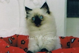 Jingle Bell's Ragdolls klicken Sie um mich erwachsen zu sehen