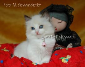 Jingle Bell's Ragdolls