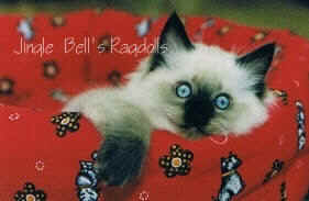 Jingle Bell's Ragdolls klicken Sie um mich erwachsen zu sehen