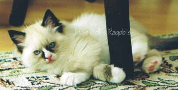 Jingle Bell's Ragdolls