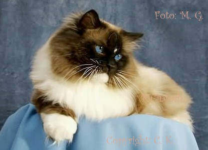 Di Menuetto Mcintosh