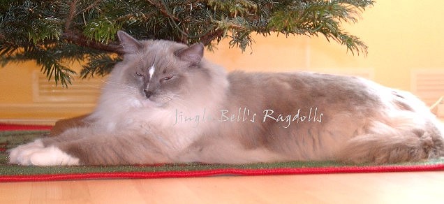 Jingle Bell's Ragdolls