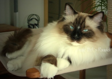 Copyright: Jingle Bell's Ragdolls