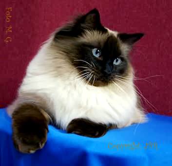 Jingle Bell's Ragdolls