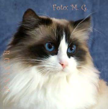 Rubina Queen of Charming-Beam