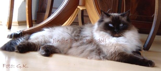 Jingle Bells Jeannie Bee