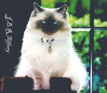 Jingle Bells Tiffany